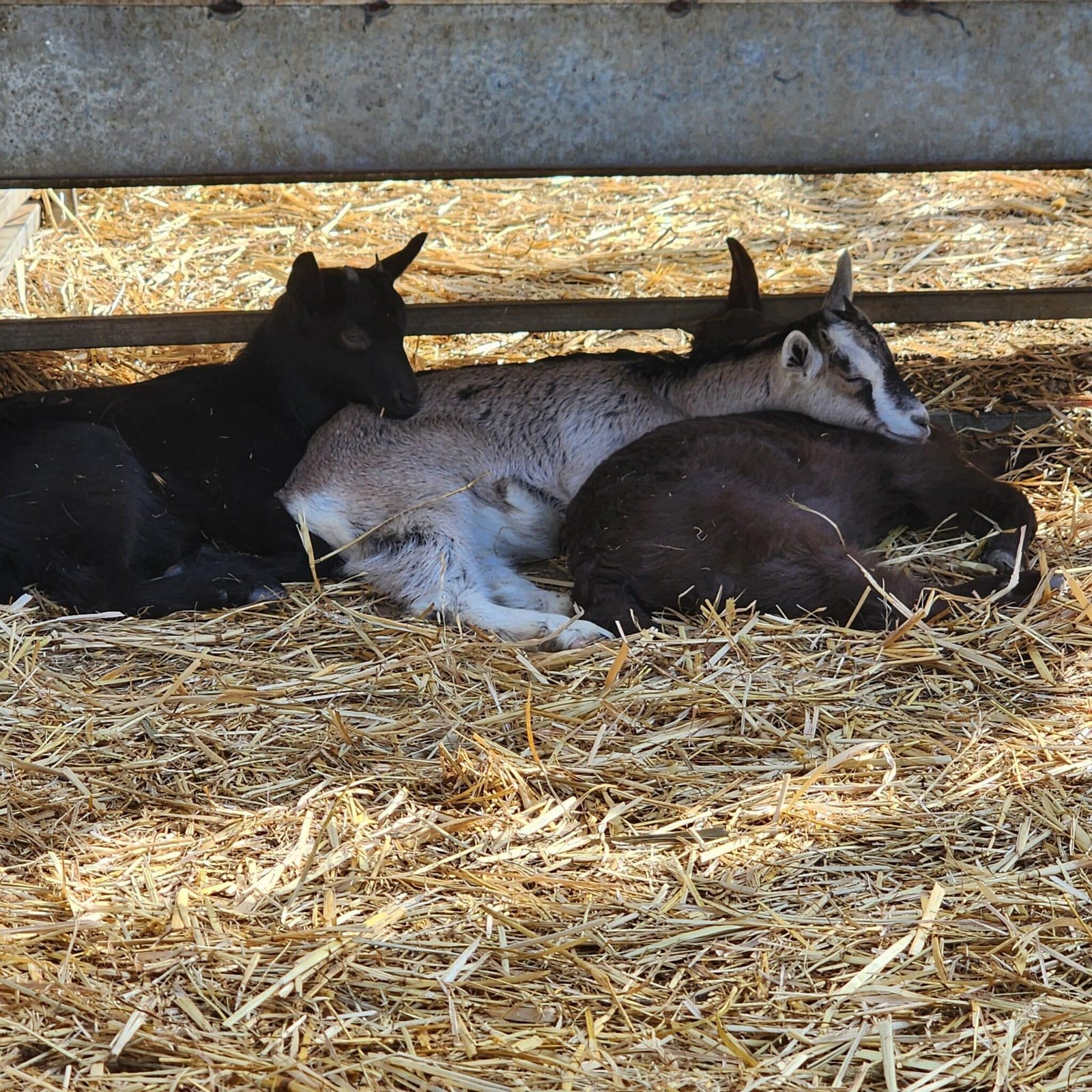 תמונה מהפסטיבל 1